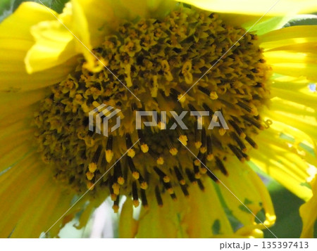 大きなひまわりのアップ写真 135397413