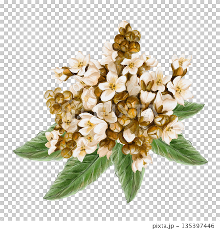 Inflorescence with small white flowers and brown buds. Medlar plant. Exotic leaves. Spring bouquet. Watercolor illustration. Hand drawn. Isolated from the background. High quality illustration Inflorescence with small white flowers and brown buds. Medlar plant. Exotic leaves. Spring bouquet. Watercolor illustration. Hand drawn. Isolated from the background. High quality illustration 135397446