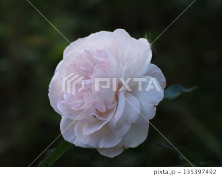 少しピンクがかった白バラ（中央公園の薔薇の花） 135397492