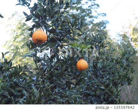 源内山のデコポン(黄色い不知火の実と緑の葉っぱ) 源内山のデコポン(黄色い不知火の実と緑の葉っぱ) 135397642