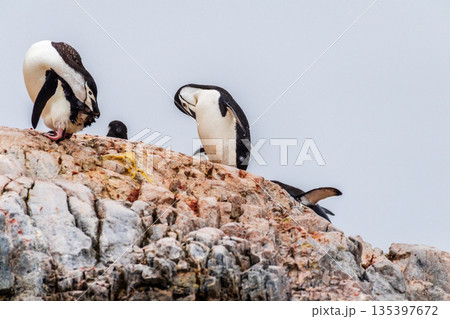 Shinstrap Penguins in the snow Shinstrap Penguins in the snow 135397672