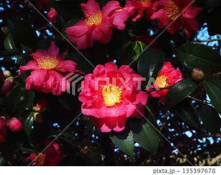 木漏れ日を浴びた赤いサザンカの花(河ノ瀬公園の山茶花のクローズアップ) 木漏れ日を浴びた赤いサザンカの花(河ノ瀬公園の山茶花のクローズアップ) 135397678