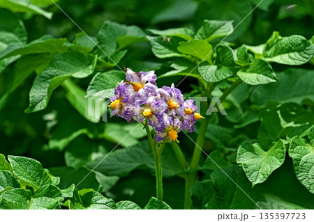 薄紫色のジャガイモの花(春、五月) 薄紫色のジャガイモの花(春、五月) 135397723