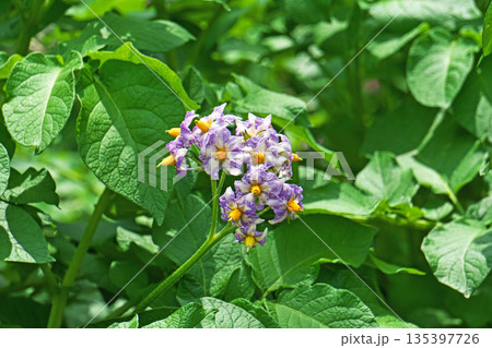 薄紫色のジャガイモの花(春、五月) 薄紫色のジャガイモの花(春、五月) 135397726