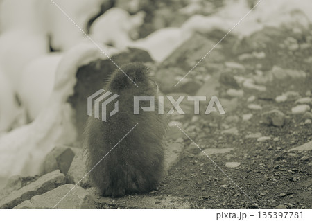 真冬の地獄谷野猿公苑　温泉に入る猿たち 135397781
