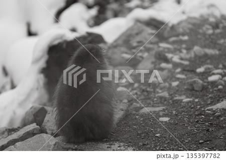 真冬の地獄谷野猿公苑 温泉に入る猿たち 真冬の地獄谷野猿公苑 温泉に入る猿たち 135397782