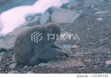 真冬の地獄谷野猿公苑 温泉に入る猿たち 真冬の地獄谷野猿公苑 温泉に入る猿たち 135397783