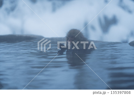 真冬の地獄谷野猿公苑　温泉に入る猿たち 135397808