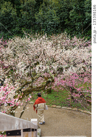 京都北野天満宮梅園 京都北野天満宮梅園 135398166