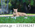 Gib ginger cat relax in  backyard  (neutered male cat) 135398247