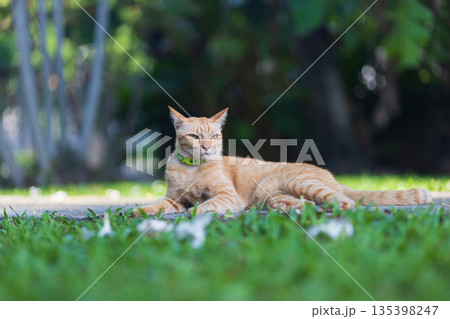 Gib ginger cat relax in  backyard  (neutered male cat) 135398247