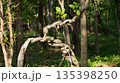Twisted jungle vine in tropical forest. 135398250
