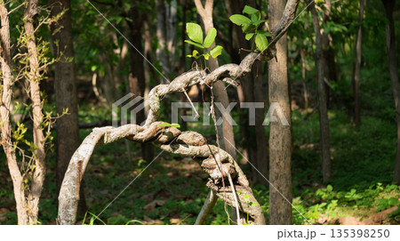 Twisted jungle vine in tropical forest. 135398250