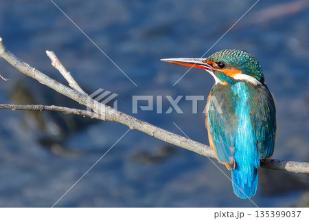枝に留まって佇むカワセミ雌 枝に留まって佇むカワセミ雌 135399037