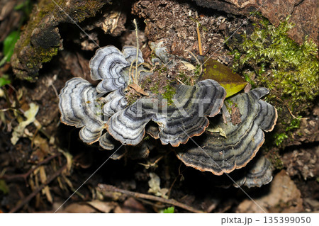 腐る切り株にカワラタケキノコのコロニー（アウトドアフィールド菌・キノコ類マクロ撮影） 135399050