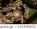 クヌギの朽ち木からつやつや暗褐色のシイタケ幼菌が成長（自然環境下キノコ類マクロ撮影） 135399052