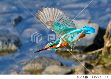 飛び出すカワセミ雌 135399053