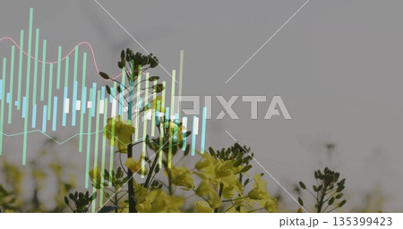 Yellow stalks and buds rising in meadow, with translucent bar chart and pink line graph overlay Yellow stalks and buds rising in meadow, with translucent bar chart and pink line graph overlay 135399423