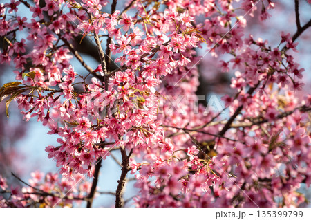 Himalayan cherry blossom (or Sakura) flowers blooming in the winter season in Northern region of Thailand. This flowers in Japan they called it named Sakura. 135399799
