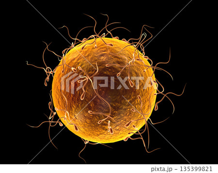 Microscopic view of human sperm cells and egg cell. Natural fertilization Microscopic view of human sperm cells and egg cell. Natural fertilization 135399821