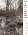 Hoarfrost on Stream Bank with Beaver Activity 135399847