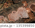 倒木の幹にかなり扁平した形状のブドウタケ茸（アウトドアフィールド菌・キノコ類マクロ撮影） 135399850