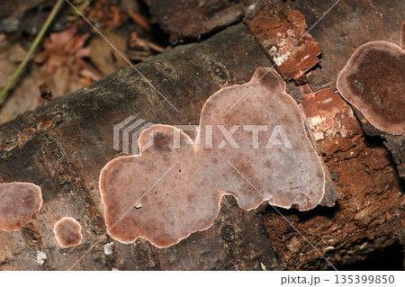 倒木の幹にかなり扁平した形状のブドウタケ茸（アウトドアフィールド菌・キノコ類マクロ撮影） 135399850