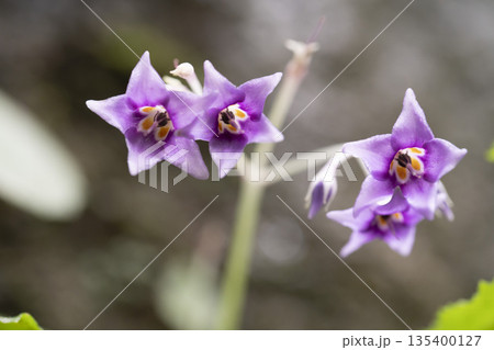 湿った岩壁に咲く紫色の山野草 イワタバコの花 湿った岩壁に咲く紫色の山野草 イワタバコの花 135400127