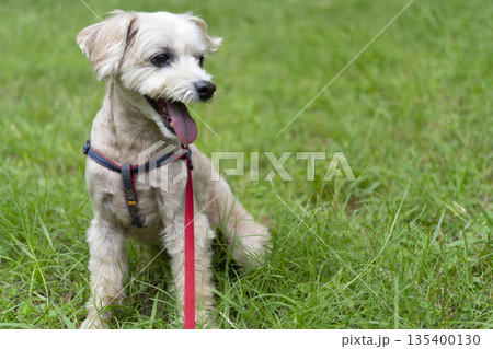 公園で笑顔を見せる可愛い小型犬・マルプー 135400130