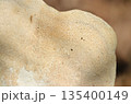 チリメンタケ茸の腹面・管孔形状アップ（アウトドアフィールド菌・キノコ類マクロ撮影） 135400149
