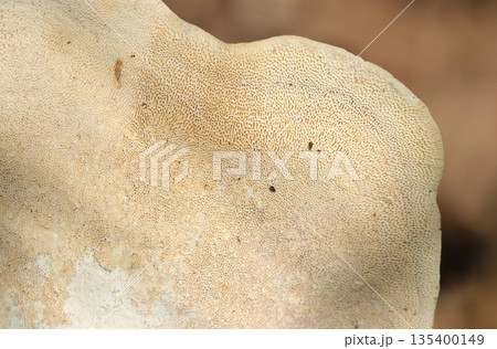 チリメンタケ茸の腹面・管孔形状アップ（アウトドアフィールド菌・キノコ類マクロ撮影） 135400149