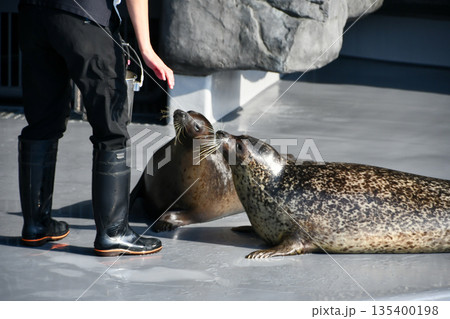 ゴマフアザラシの餌やり　Feeding a spotted seal 135400198