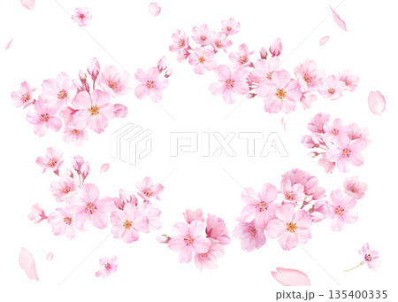 桜の花と花びらの水彩イラストでデザインした、緩やかな楕円形フレーム 透過背景 135400335