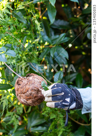 庭の手入れ　植木屋さん　蜂の巣 135400893
