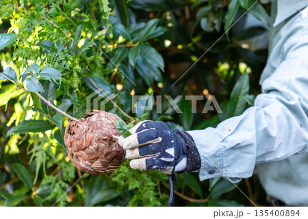 庭の手入れ 植木屋さん 蜂の巣 庭の手入れ 植木屋さん 蜂の巣 135400894