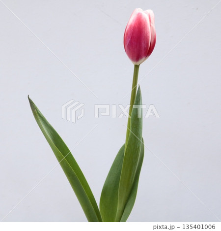 チューリップ「タイムレス」の切花2 135401006