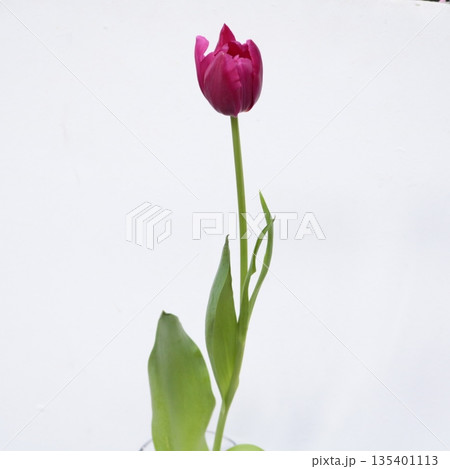 チューリップ「マルガリータ」の切花2 チューリップ「マルガリータ」の切花2 135401113