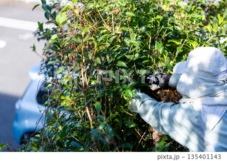 庭の手入れ 植木屋さん 庭の手入れ 植木屋さん 135401143