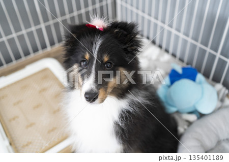 犬, 子犬, パピー, シェットランドシープドッグ, シェルティ, トライカラー, 室内, ケージ, 犬, 子犬, パピー, シェットランドシープドッグ, シェルティ, トライカラー, 室内, ケージ, 135401189