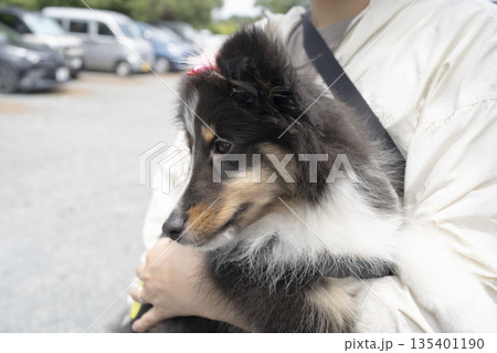 飼い主の腕の中でリラックスする子犬のシェルティ 飼い主の腕の中でリラックスする子犬のシェルティ 135401190