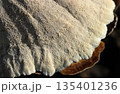 クリーム色のザラザラとしたウチワタケ茸の腹面多孔形状おアップ（野生キノコ類マクロ撮影） 135401236