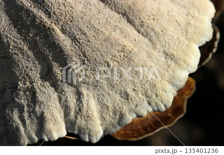 クリーム色のザラザラとしたウチワタケ茸の腹面多孔形状おアップ（野生キノコ類マクロ撮影） 135401236