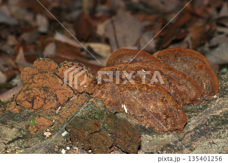 重なり合う黄褐～暗褐色ネンドタケ茸の腹側管孔模様（アウトドアフィールドキノコ類マクロ撮影） 135401256