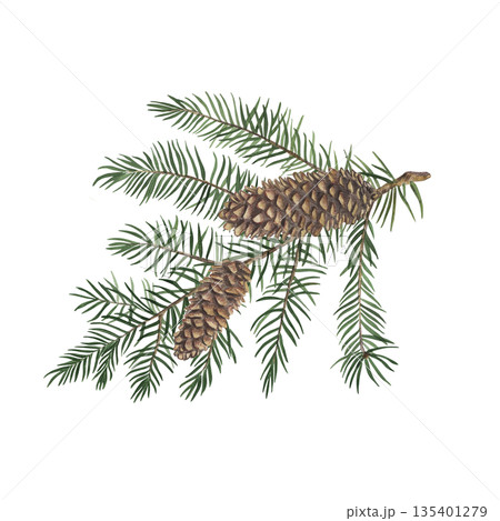 A spruce branch with cones. A hand-drawn watercolor illustration of a Christmas tree with needles in a botanical style, isolated on a white background. Suitable for winter holiday designs, postcards A spruce branch with cones. A hand-drawn watercolor illustration of a Christmas tree with needles in a botanical style, isolated on a white background. Suitable for winter holiday designs, postcards 135401279