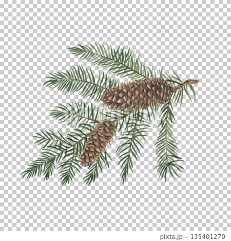 A spruce branch with cones. A hand-drawn watercolor illustration of a Christmas tree with needles in a botanical style, isolated on a white background. Suitable for winter holiday designs, postcards A spruce branch with cones. A hand-drawn watercolor illustration of a Christmas tree with needles in a botanical style, isolated on a white background. Suitable for winter holiday designs, postcards 135401279