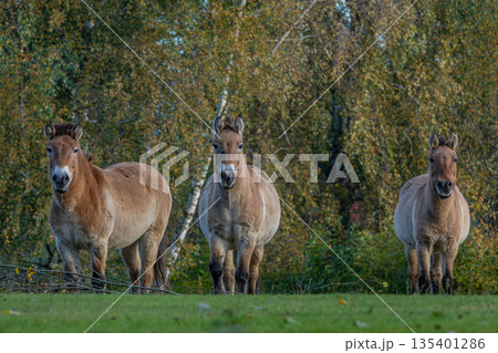 Przewalski's horse also known as the Asian wild horse. Przewalski's horse also known as the Asian wild horse. 135401286