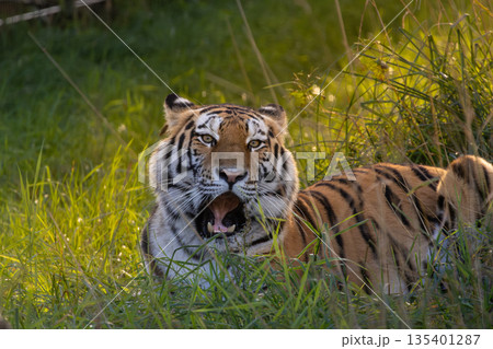 siberian tiger is lying on a autumn meadow siberian tiger is lying on a autumn meadow 135401287
