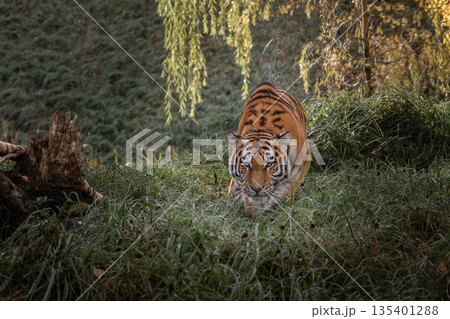 a beautiful siberian/amur tiger a beautiful siberian/amur tiger 135401288