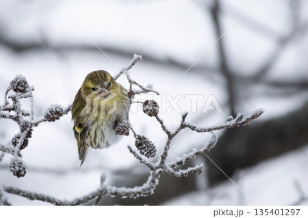 Birds siskin feeding frozen winter time Birds siskin feeding frozen winter time 135401297
