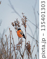 Bullfinch sits on a branch and eats small seeds. 135401303